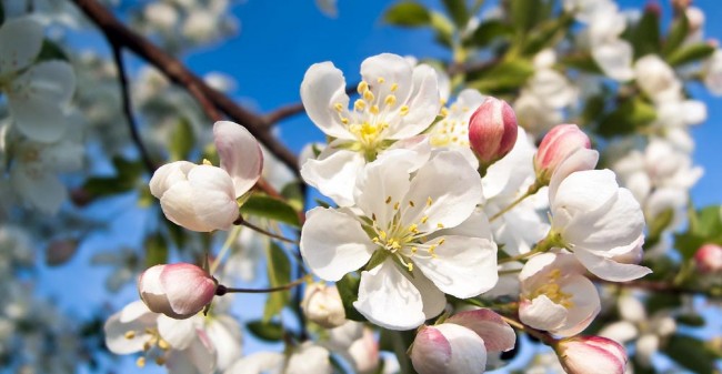 Gelukkiger met Bach bloesemremedies