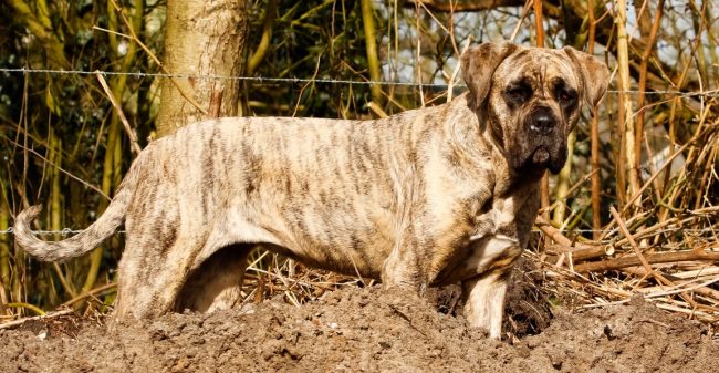 SOVA-training met behulp van een hond