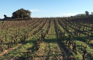 Alleen het beste komt in de flessen