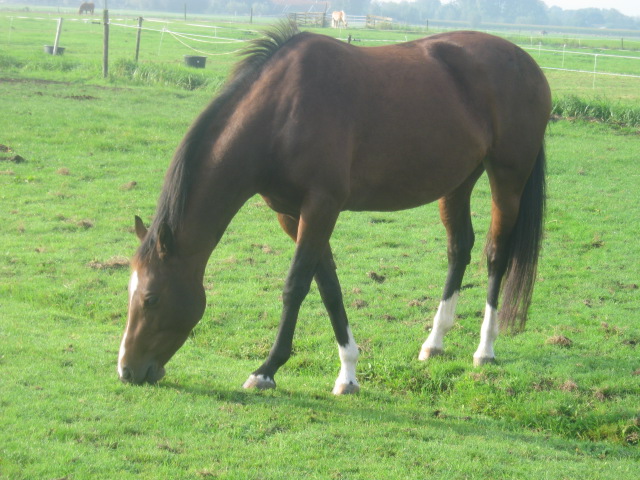 Hoe kan een paard  je helpen?