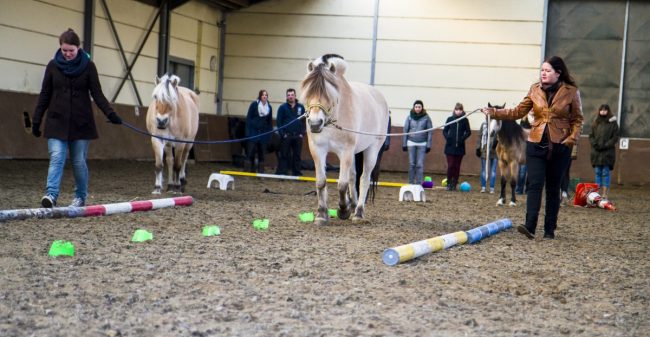 Paarden helpen jou om tegenslag te overwinnen!