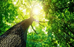 Ontdek de helende kracht in jezelf