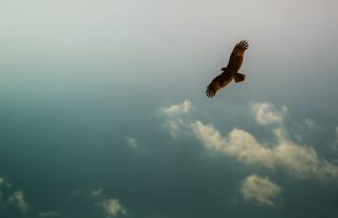 De tattoo-vogel die voor altijd wegvloog