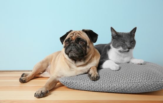 Een huisdier: meer dan brokken en een mand