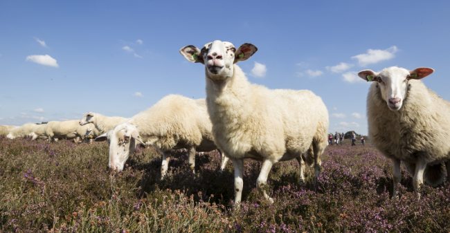 De laatste ademtocht. En dan?