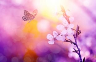 ‘Een mooie, liefdevolle en persoonlijke afsluiting van het geleefde leven’