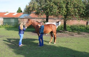Het paard als leidraad voor je gevoelens