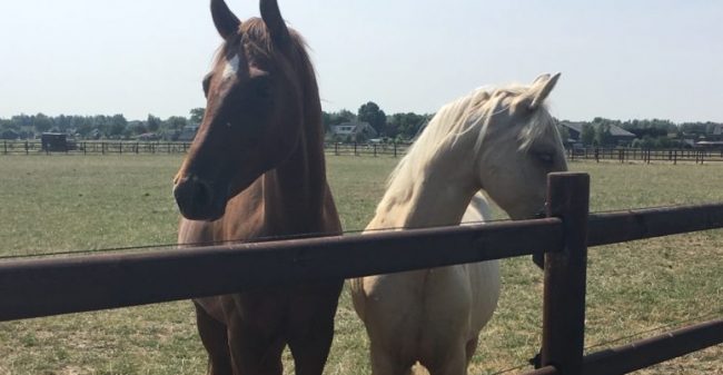 Van een paard kun je leren