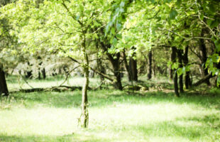 ‘Rouw heeft tijd en ruimte nodig’